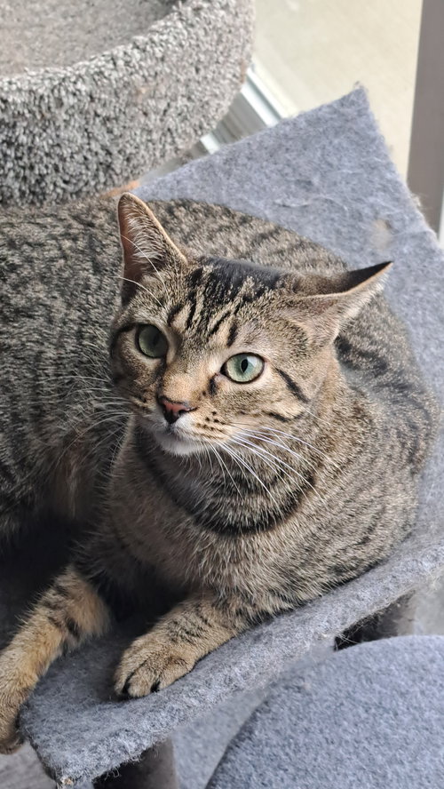 picture of the cat needing adoption
