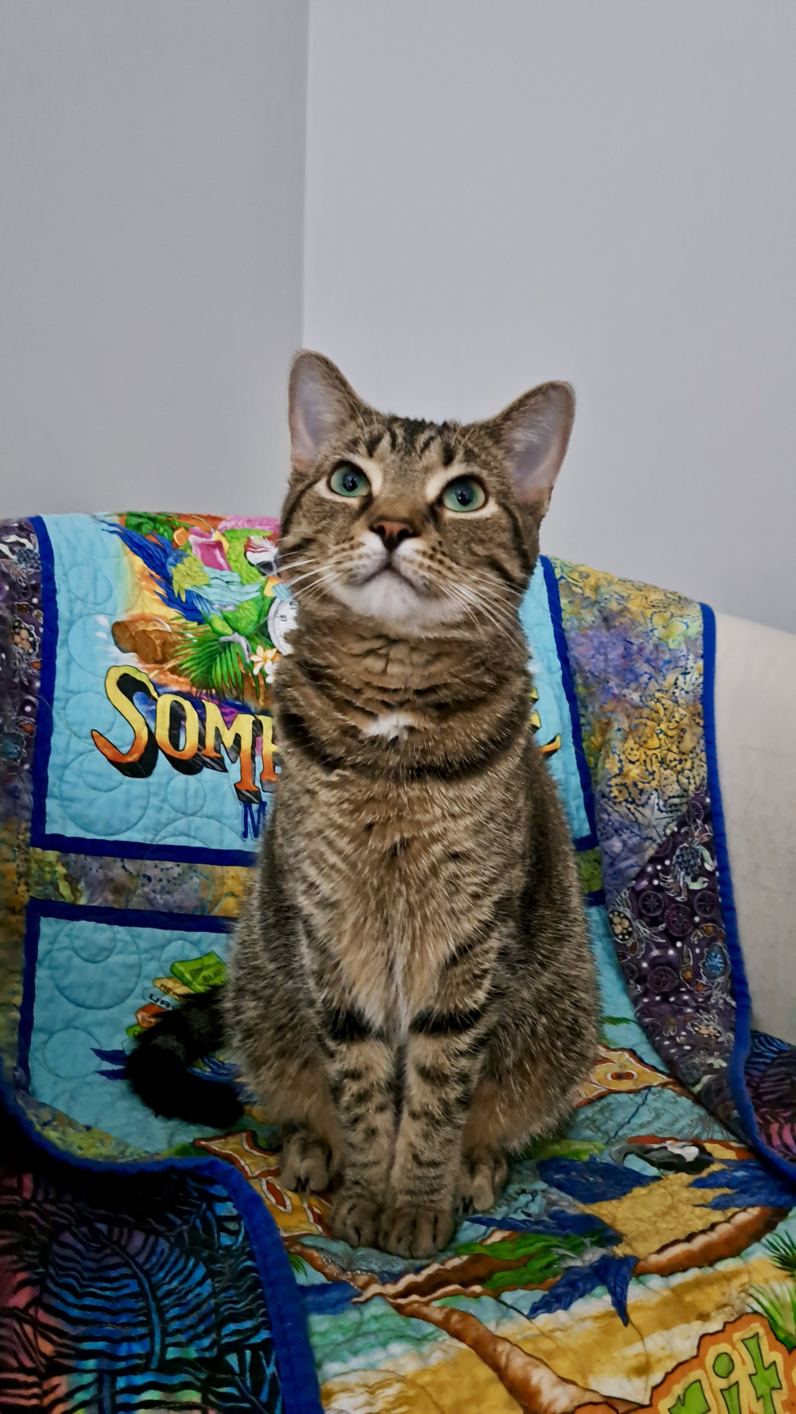 CAT - FRANNIE Image