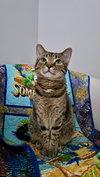 CAT - FRANNIE - Photo 1
