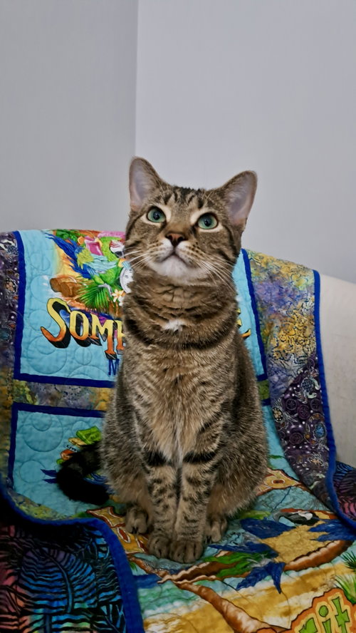 CAT - FRANNIE, Young Domestic Short Hair / Tabby (short coat), cat for adoption in Lombard, Illinois