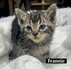 CAT-FRANNIE