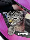 CAT-FRANNIE