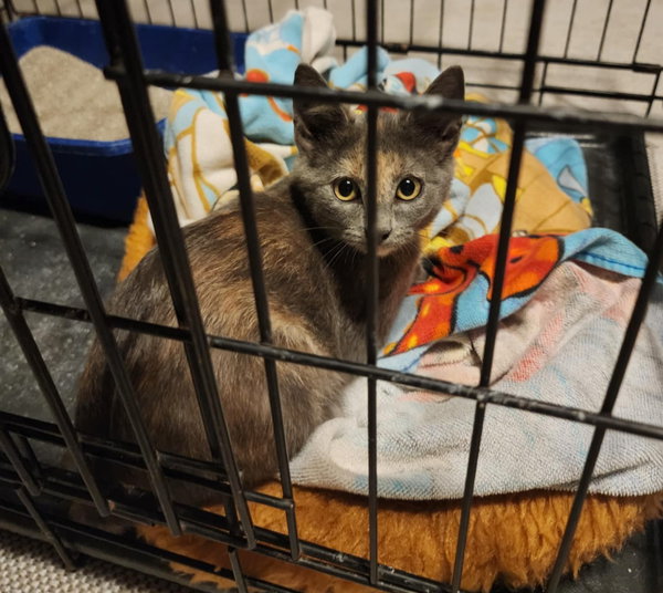 CAT Effie H-Litter