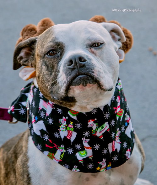 picture of the dog needing adoption