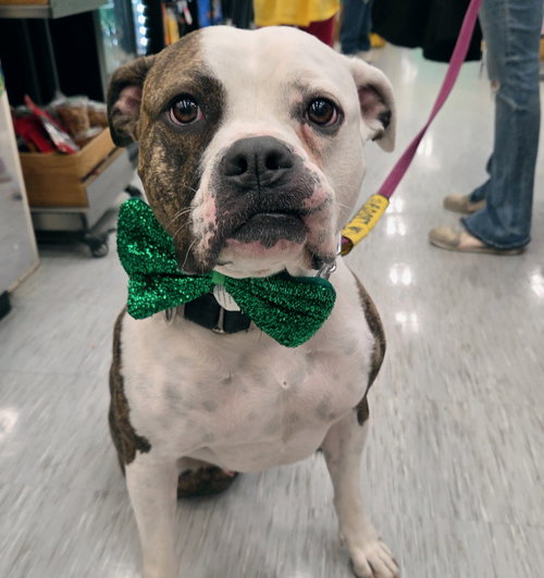 Dalilah, an adoptable Boxer in GILBERTS, IL