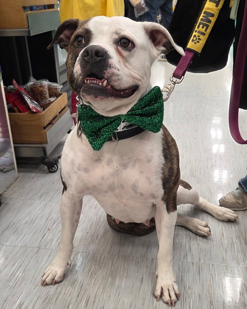 DALILAH - Boxer / Pit Bull Terrier available for adoption