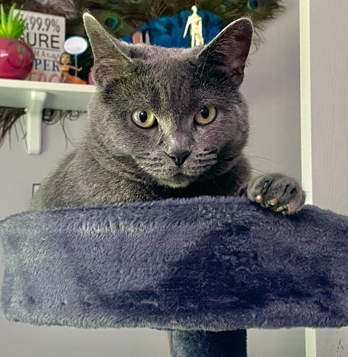 picture of the cat needing adoption