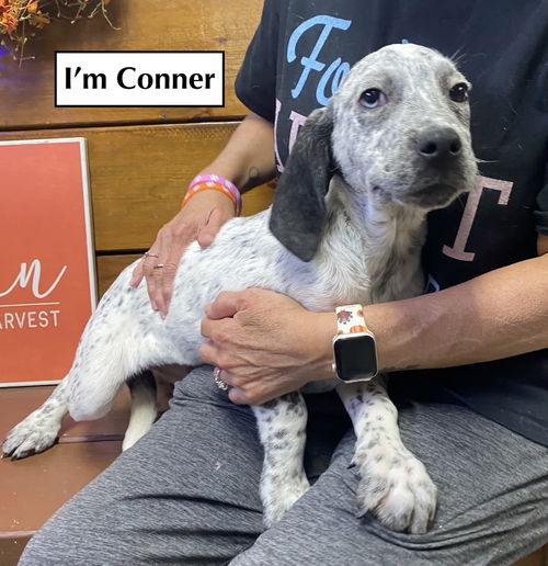 CONNER