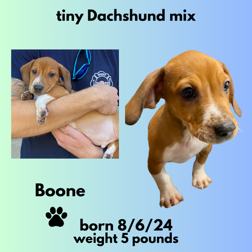 BOONE