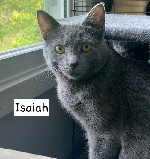 picture of the cat needing adoption