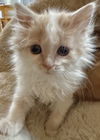 CAT - June Bug