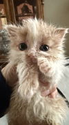 CAT - June Bug