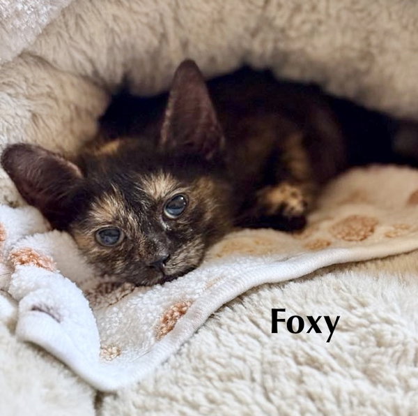 CAT - FOXY
