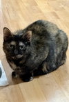 CAT - FOXY - Photo 1