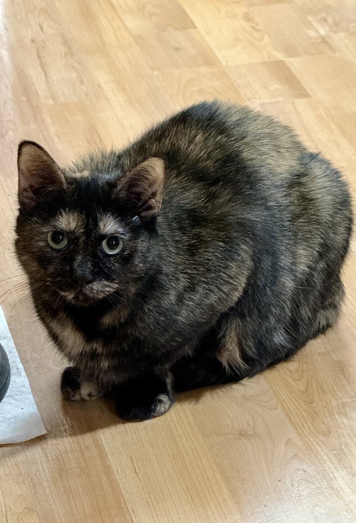 picture of the cat needing adoption
