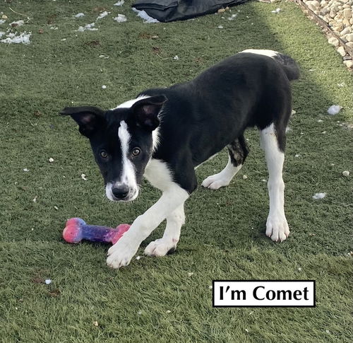 COMET