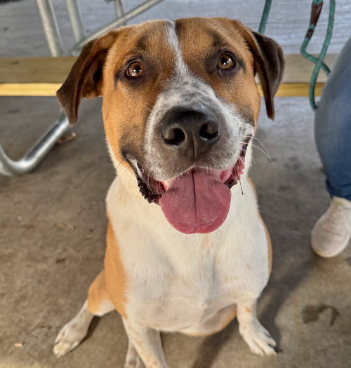picture of the dog needing adoption