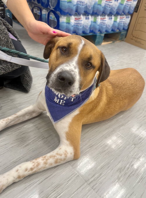 picture of the dog needing adoption