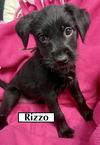 RIZZO