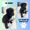 SONNY
