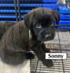 SONNY