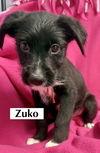 ZUKO