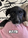 ZUKO