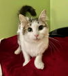 CAT-Rosemary