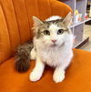 CAT-Rosemary