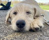 Louie