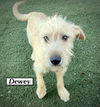 Dewey