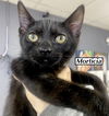 CAT - MORTICIA