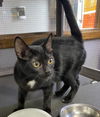 CAT - MORTICIA
