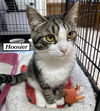 CAT - HOOSIER