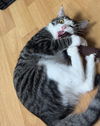 CAT - HOOSIER
