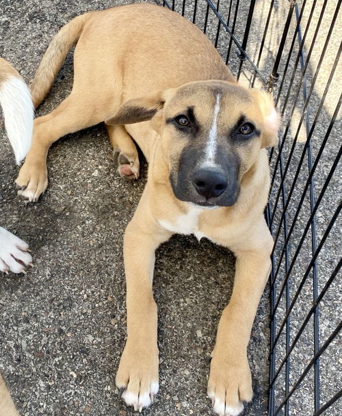 picture of the dog needing adoption