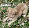 J Eros
