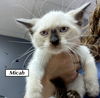 Cat-Micah