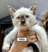 Cat-Mila