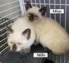 Cat-Miso
