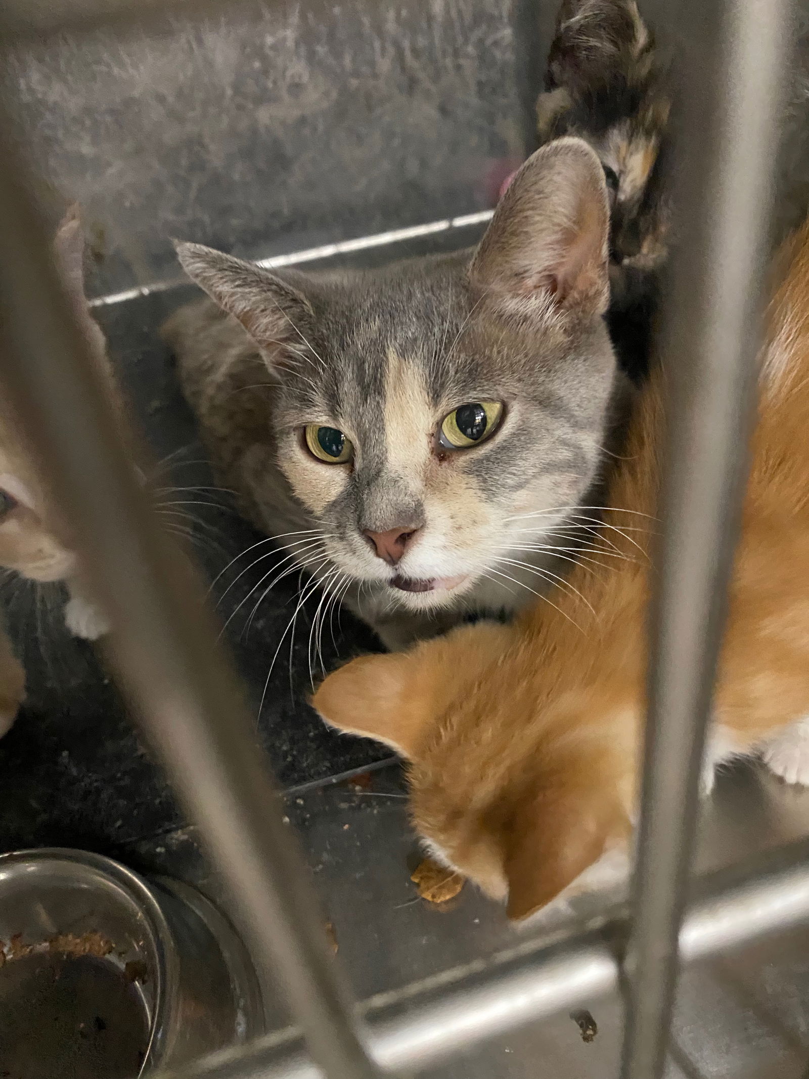adoptable Cat in Gilberts, IL named CAT - NALA