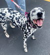 adoptable Dog in gilberts, IL named ELLIE BELLE
