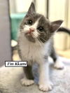 CAT - KKami