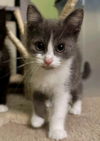 CAT - KKami