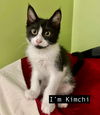 CAT - Kimchi