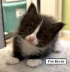 CAT - Kevin