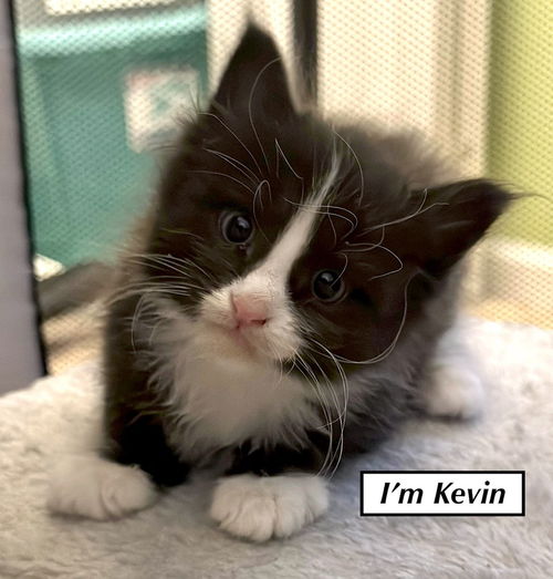CAT - Kevin