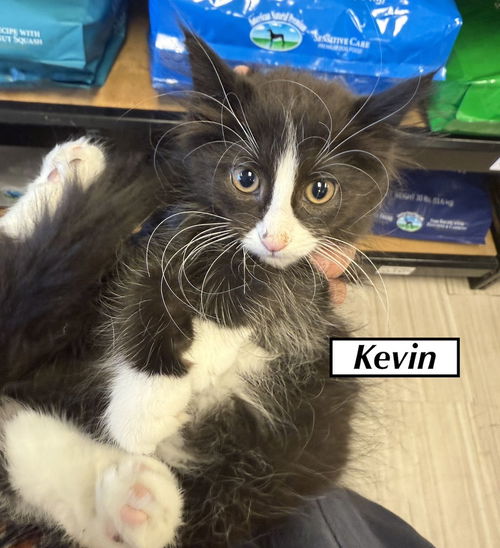 CAT - Kevin