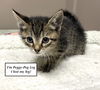 CAT -Peggy-Peg Leg
