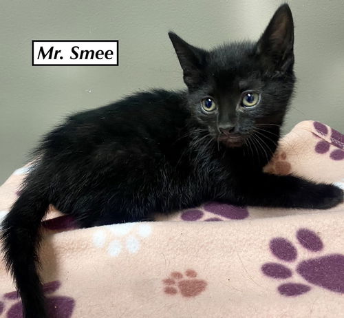 CAT - Mr. Smee